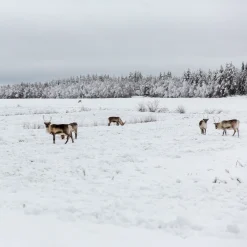 Pentik Tyynynpäälliset Ja Tyynyt^Saaga Tyynynpäällinen Ruskea