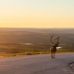 Pentik Lasten Kattaus | Lasten Kattaus^Tuntu Kulho Ruskea